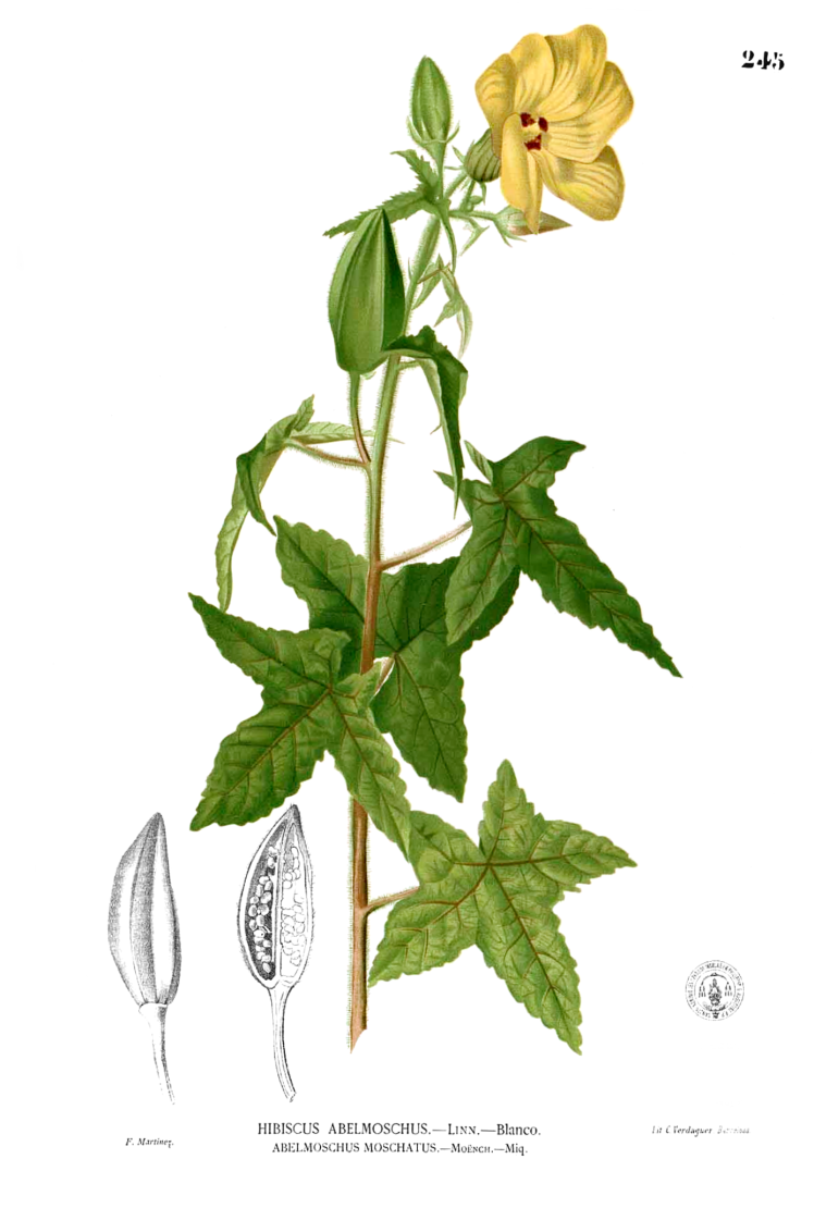 داروی هومیوپاتی آبلموسکوس Abelmoschus