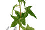 داروی هومیوپاتی  آبلموسکوس Abelmoschus