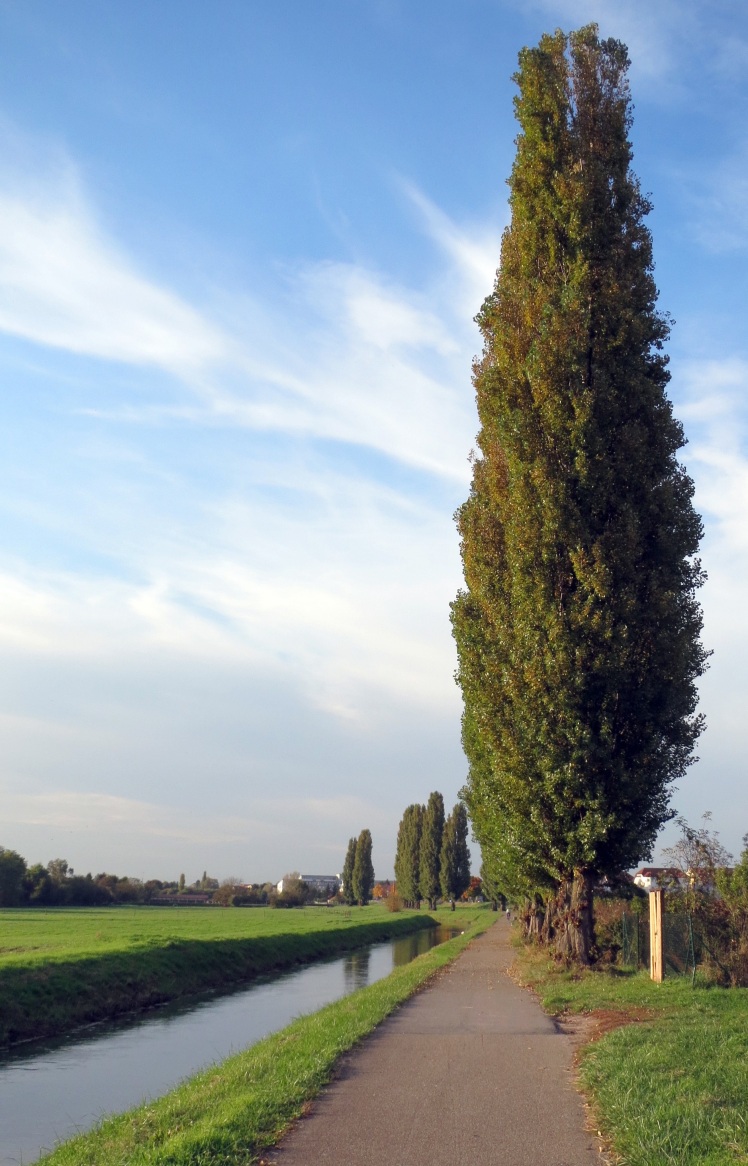 داروی هومیوپاتی آبس نیگرا (صنوبر سیاه) Abies nigra