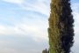 داروی هومیوپاتی آبس نیگرا (صنوبر سیاه) Abies nigra