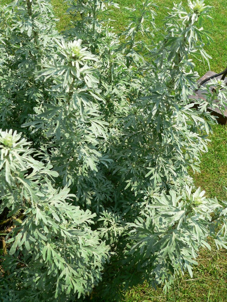 داروی هومیوپاتی آبسینتیوم (درمنهٔ تلخ) Absinthium
