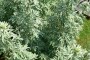 داروی هومیوپاتی آبسینتیوم (درمنهٔ تلخ) Absinthium