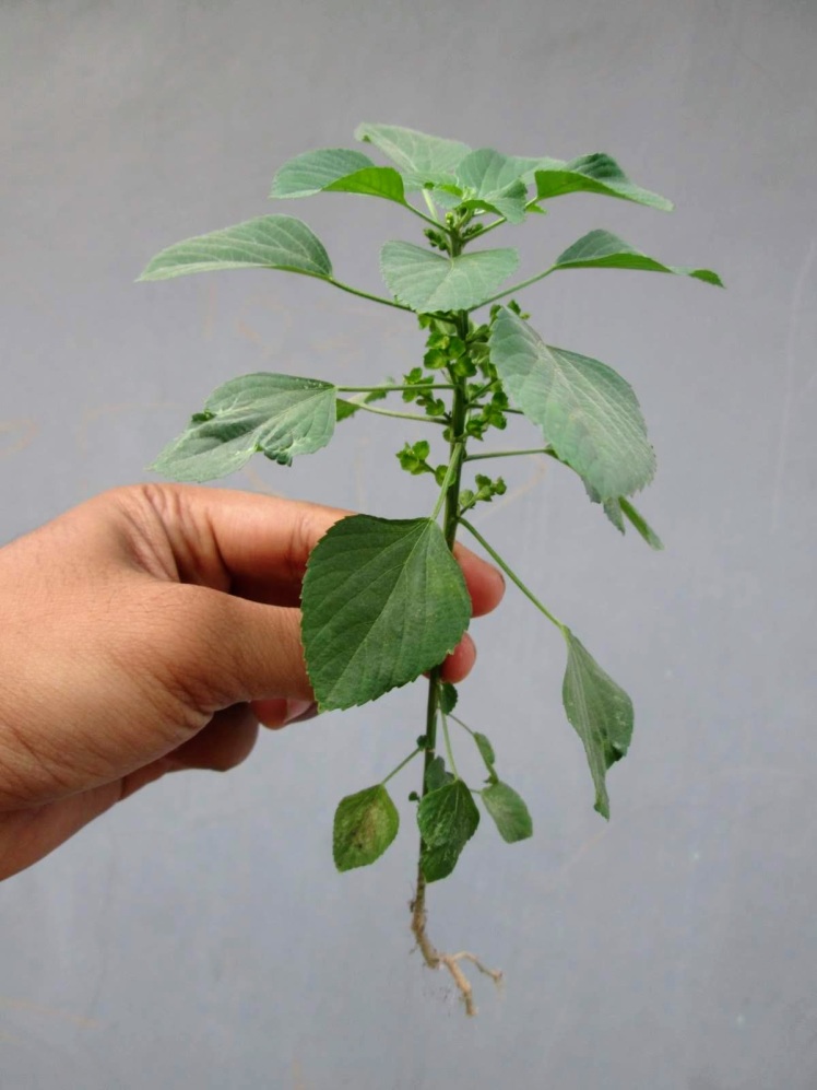 داروی هومیوپاتی آکالیفا ایندیکا Acalypha indica