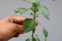 داروی هومیوپاتی آکالیفا ایندیکا Acalypha indica