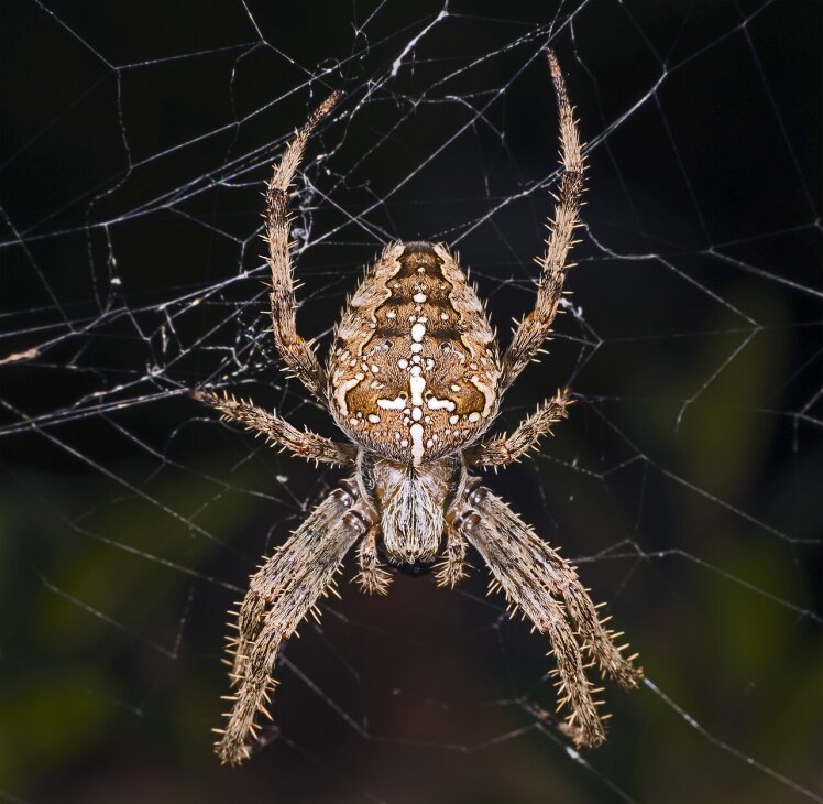 داروی هومیوپاتی آرانئا دیادما (عنکبوت صلیبی) Aranea diadema